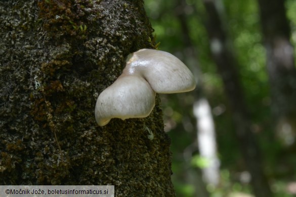 Pleurotus calyptratus