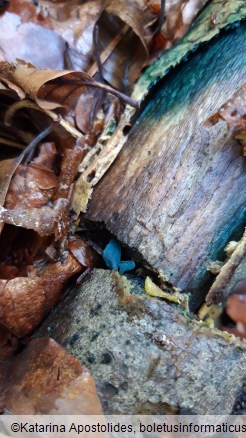 Chlorociboria aeruginascens