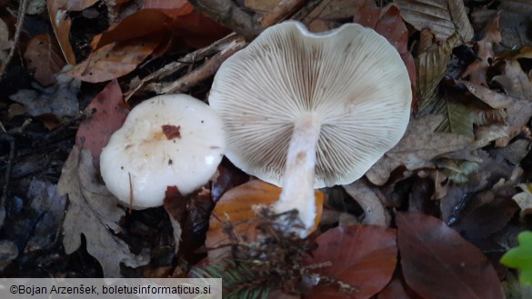 Pholiota gummosa