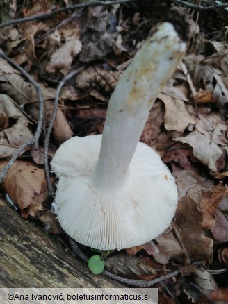 Russula heterophylla