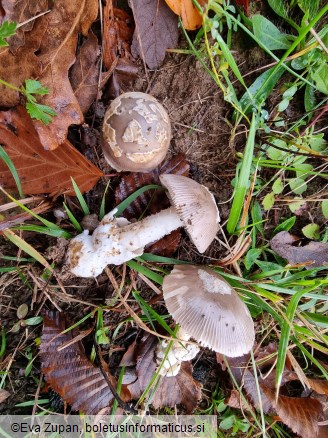 Amanita simulans