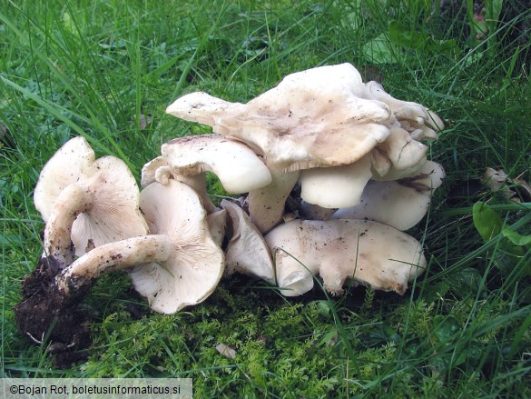 Lepista caespitosa