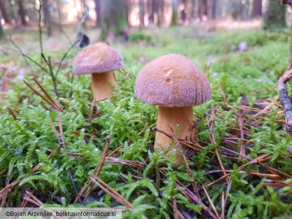 Suillus variegatus