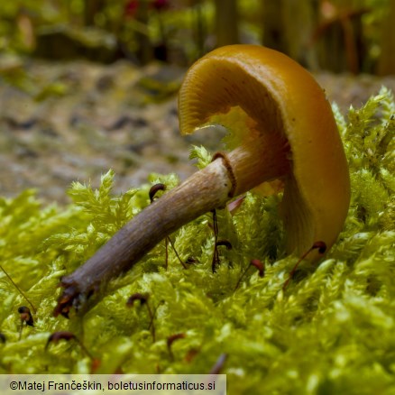 Galerina marginata