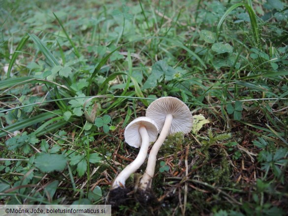 Inocybe sindonia