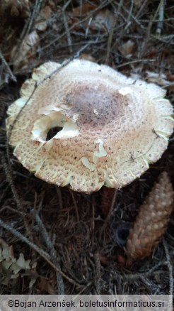 Agaricus augustus