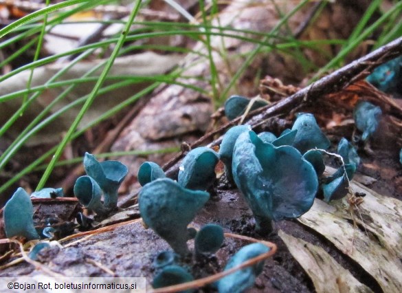Chlorociboria aeruginascens