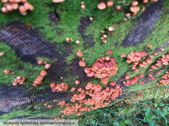 Xeromphalina campanella