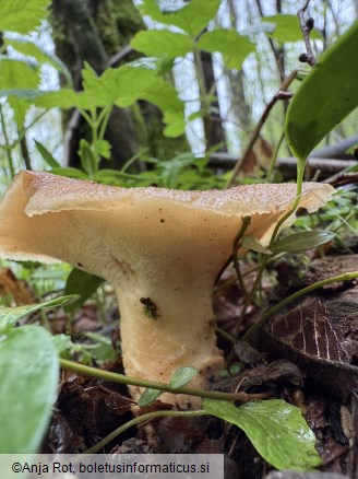 Polyporus tuberaster