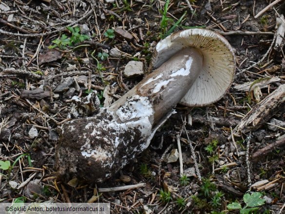 Amanita spadicea