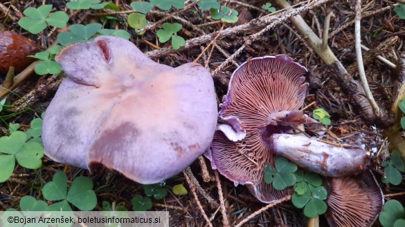 Cortinarius camphoratus