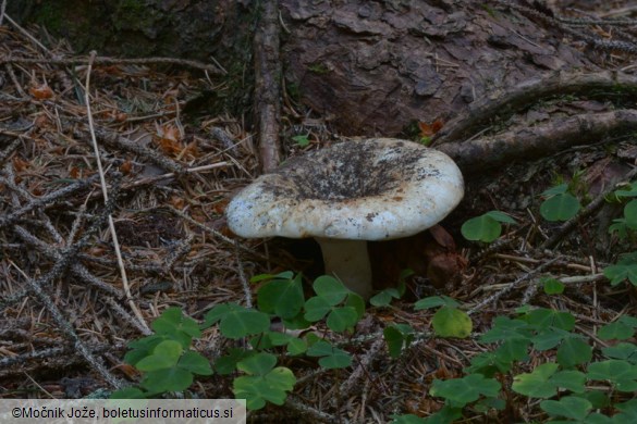 Russula chloroides