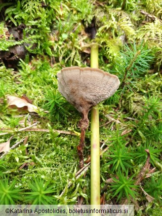 Coltricia perennis