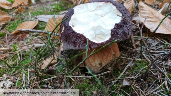 Boletus pinophilus