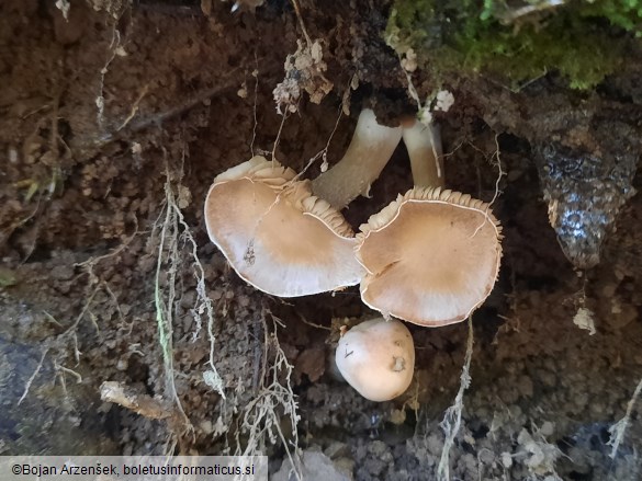 Hygrophorus pudorinus