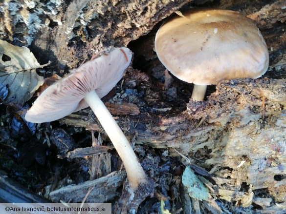 Pluteus cervinus