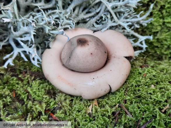 Geastrum fimbriatum