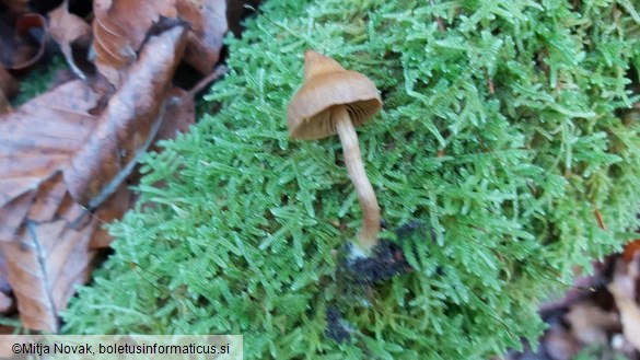 Cortinarius acutus