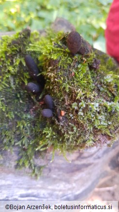 Xylaria longipes