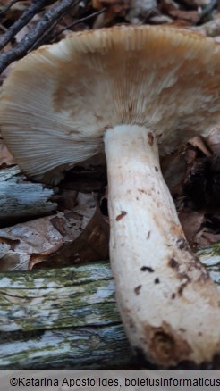 Russula foetens