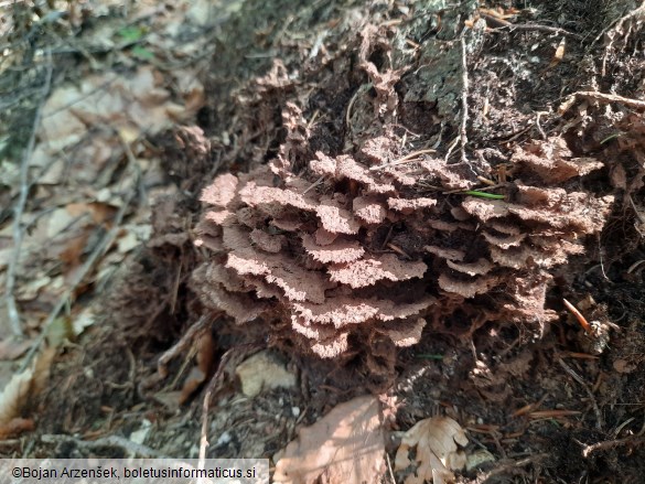 Thelephora terrestris