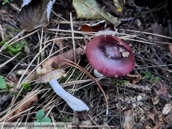 Russula caerulea