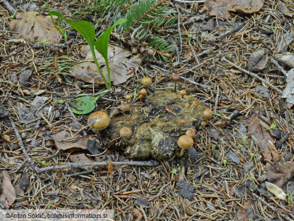 Psilocybe subcoprophila