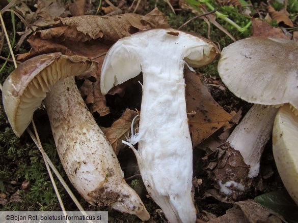 Tricholoma saponaceum