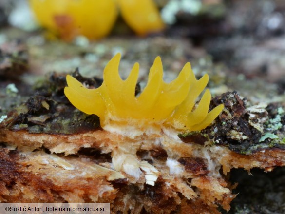 Calocera furcata