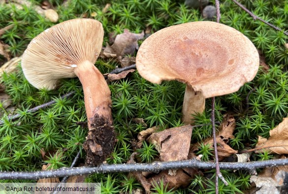 Lactarius quietus