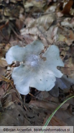 Clitocybe odora