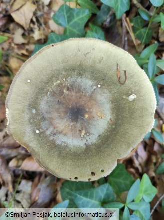 Russula aeruginea