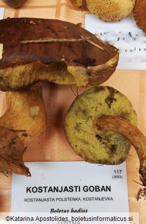 Boletus badius