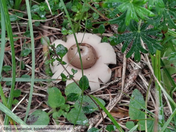 Geastrum fimbriatum