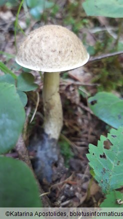 Leccinellum pseudoscabrum