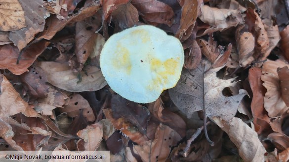 Hygrophorus chrysodon