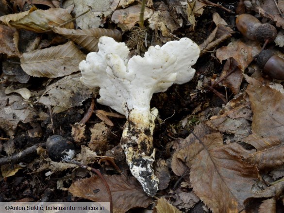 Loweomyces fractipes