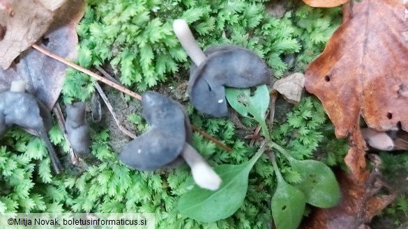 Helvella atra