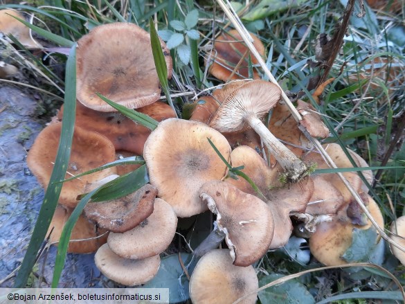 Armillaria borealis