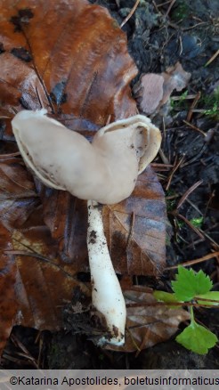 Helvella elastica