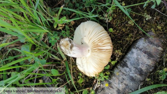 Agaricus russula