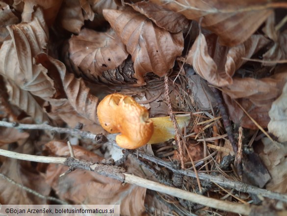 Hygrophorus speciosus