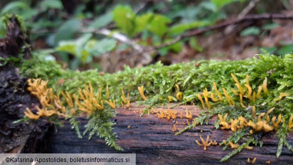 Calocera cornea