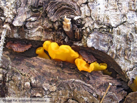 Dacrymyces chrysospermus