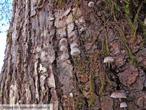 Mycena pseudocorticola