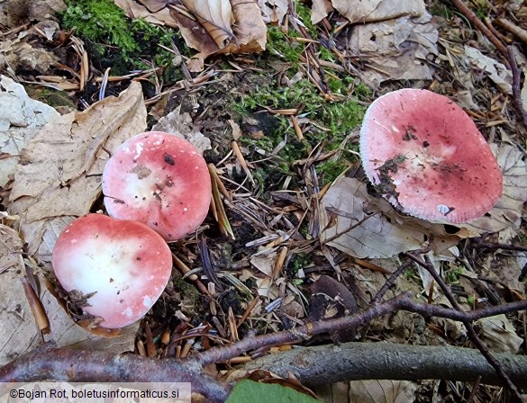 Russula raoultii