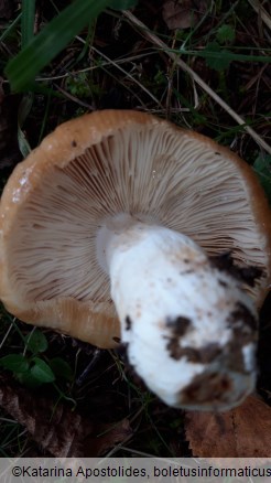 Russula foetens