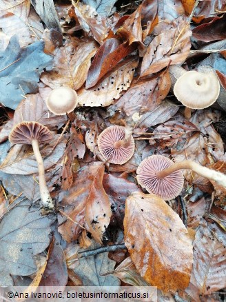 Laccaria amethystina