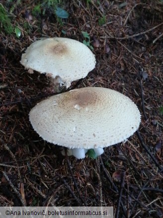 Agaricus augustus