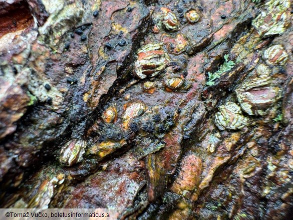 Massariovalsa megalospora